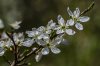 47/4 DSC_3128 site M.jpg